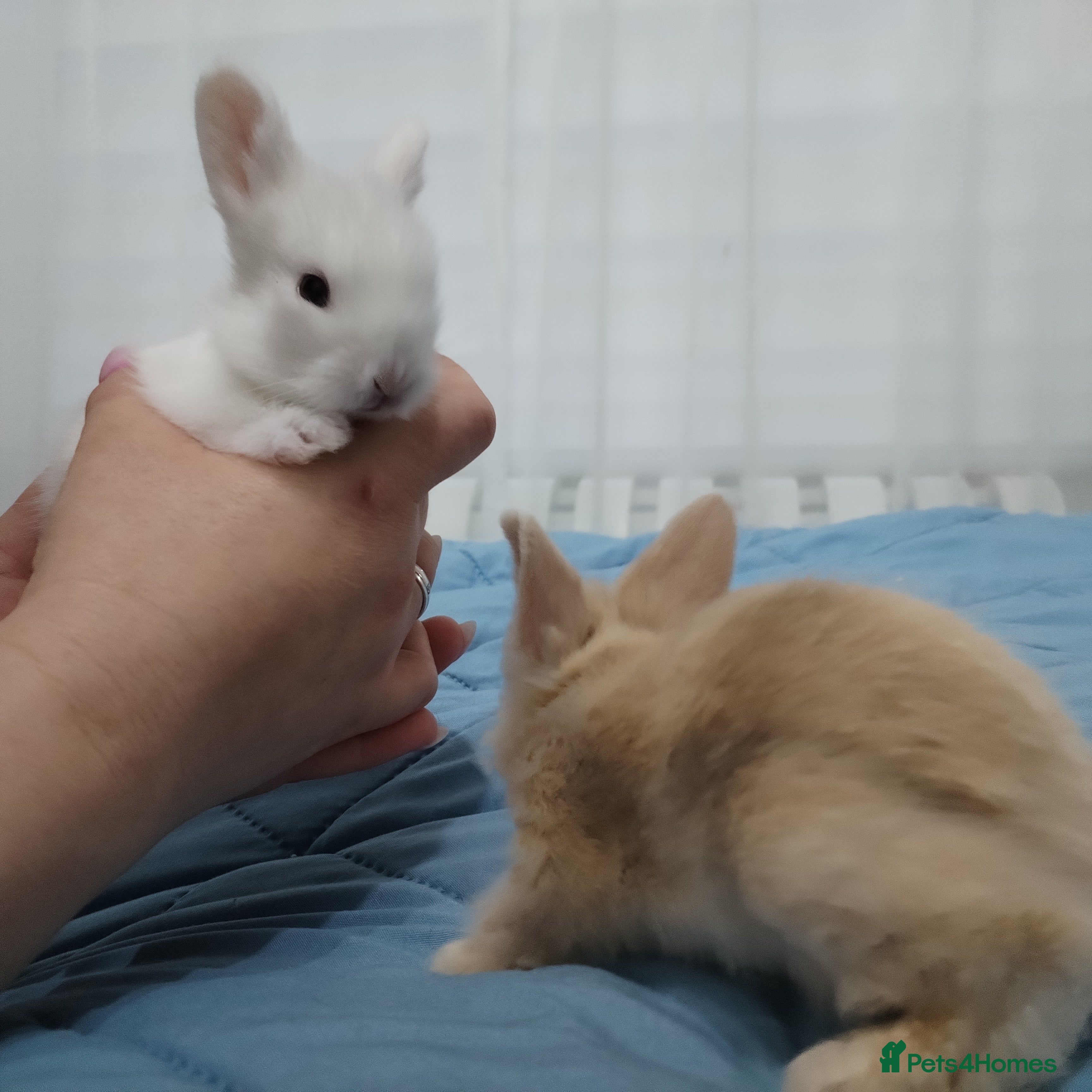 Lionhead rabbits Pure Breed Fluffy Double Mained LionHead Kits - Advert 17