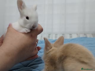 Lionhead rabbits Pure Breed Fluffy Double Mained LionHead Kits - Advert 17