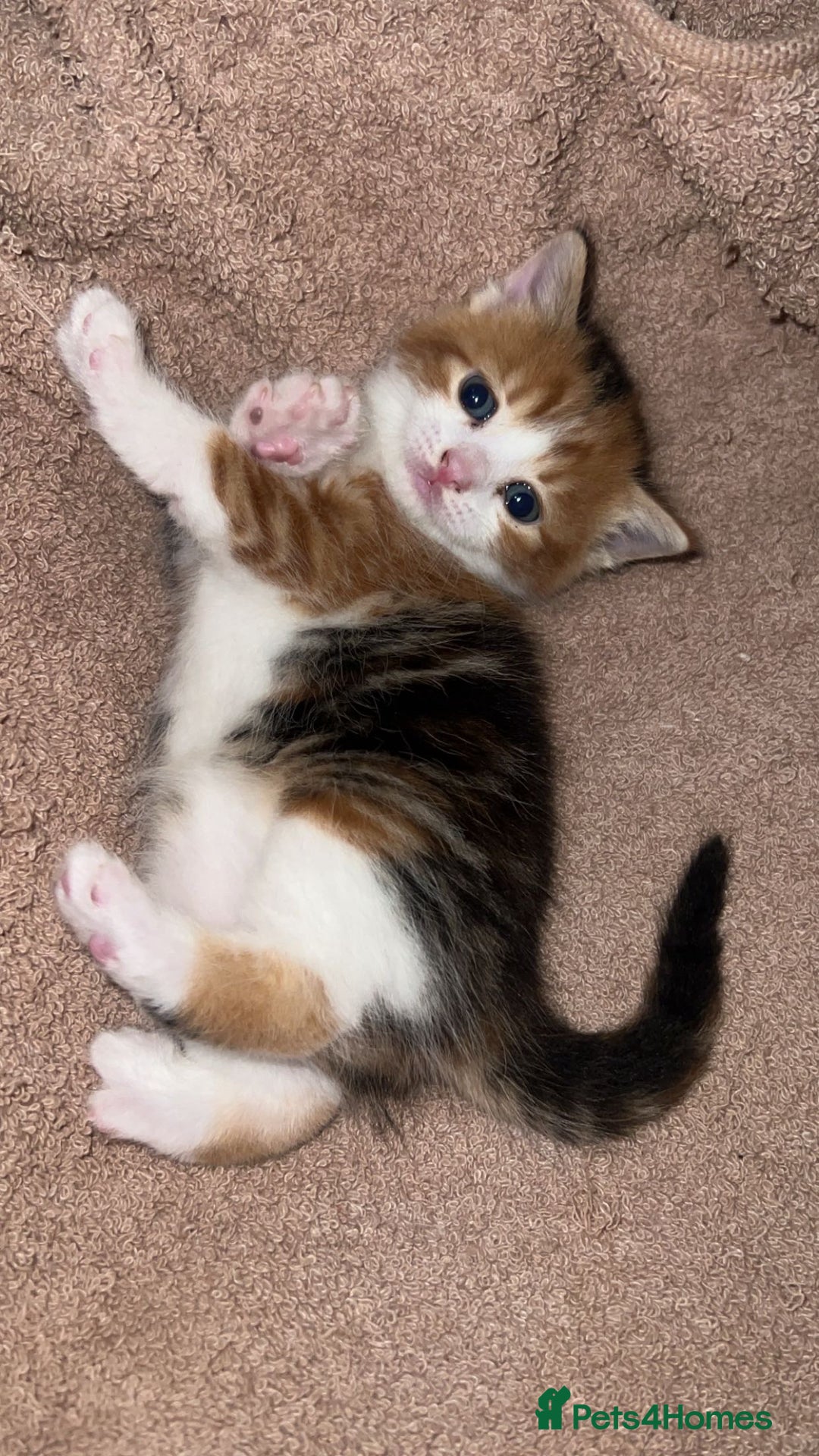 Domestic Shorthair cats for sale: Domestic short hair for sale  - Advert 3