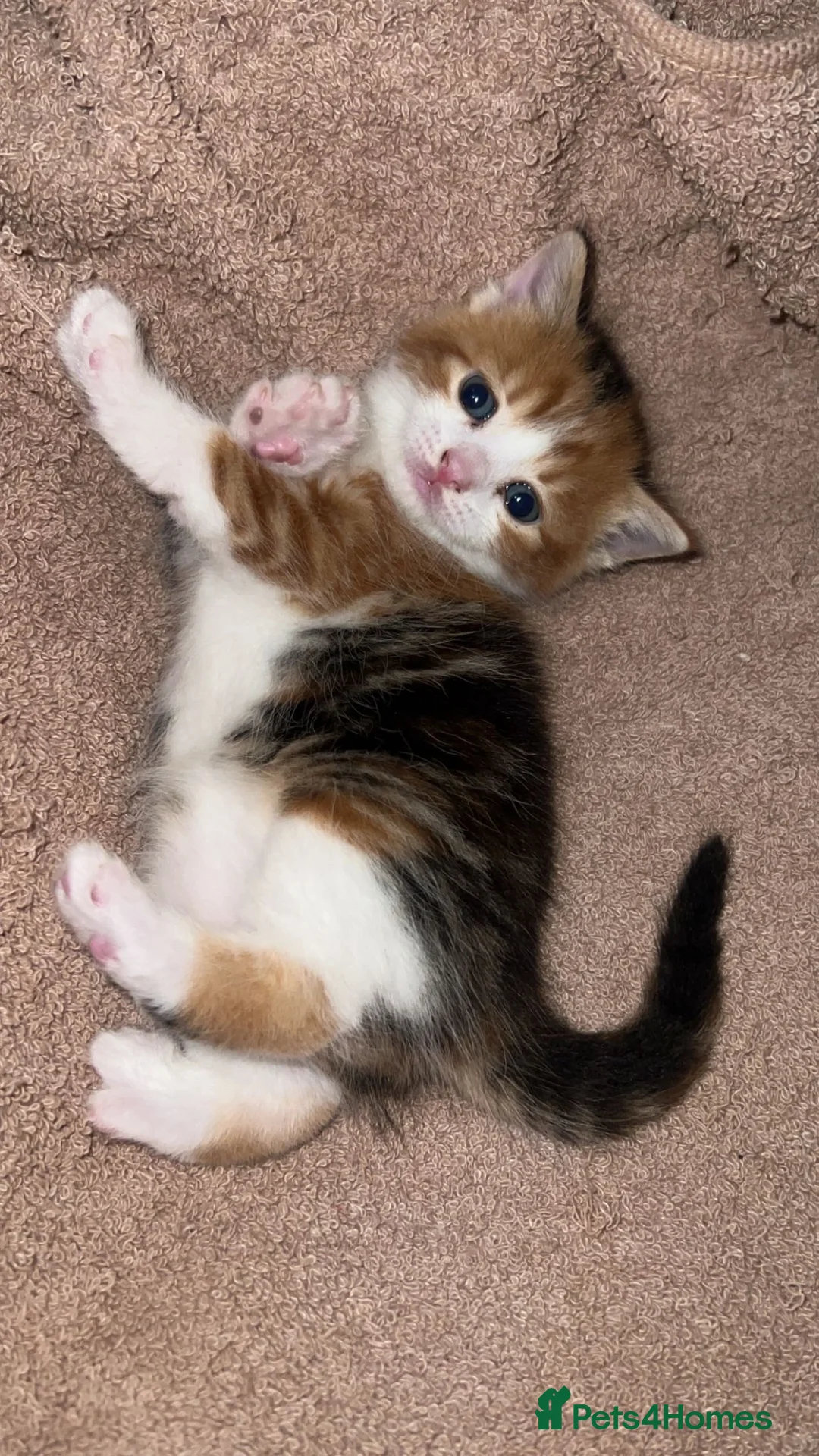 Domestic Shorthair cats for sale: Domestic short hair for sale  - Advert 3