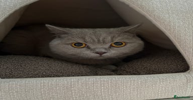 British Shorthair cats - Advert 1