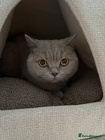 British Shorthair cats - Advert 1