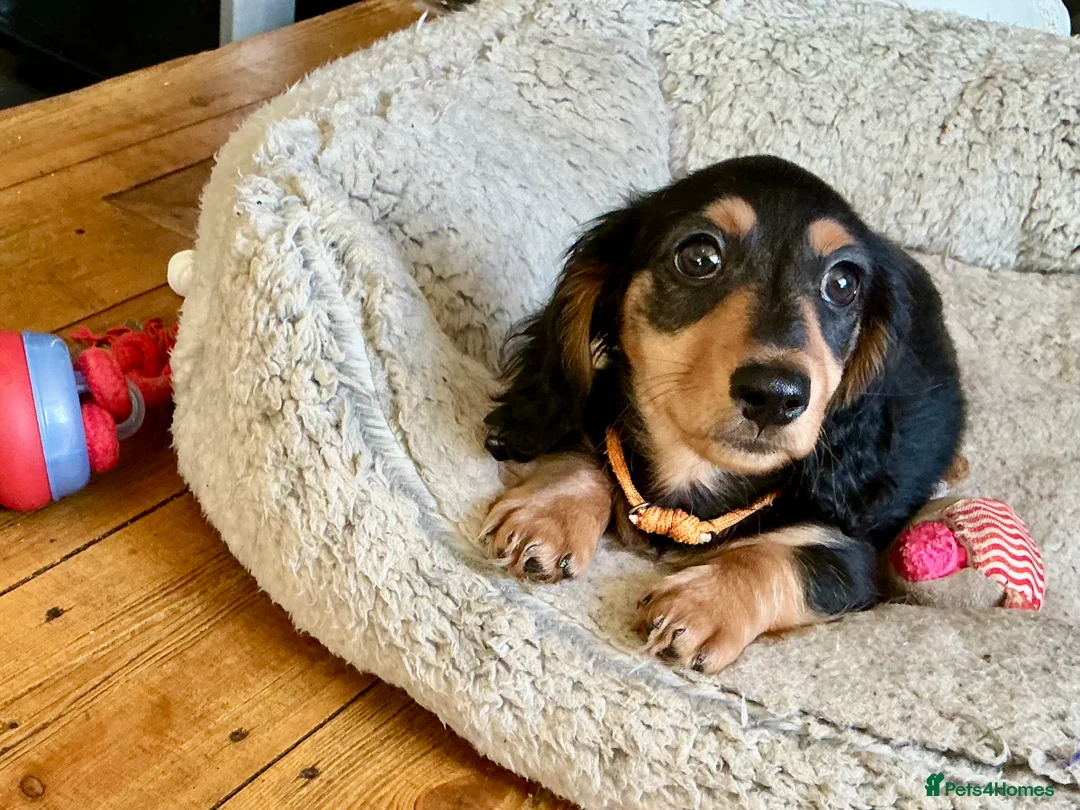 Miniature Dachshund dogs for sale: KC reg mini longhaired dachshund pups 1 girl2xboys - Advert 28
