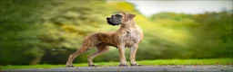 Great Dane dogs for sale: Carefully Planned Litter Reservation List Now Open - Advert 9