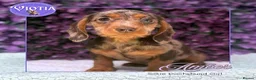 Miniature Dachshund dogs for sale: READY NOW Beautiful Mini Dachshund Puppies ⭐ - Advert 5