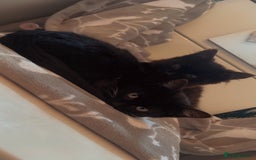 Mixed Breed cats for sale: 2 Beautiful Bonded Kittens - Image 3