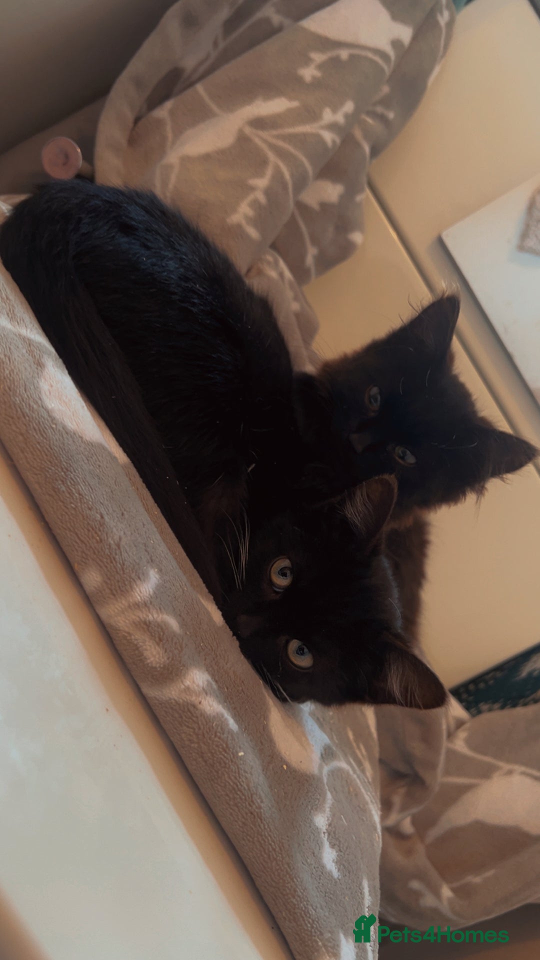 Mixed Breed cats for sale: 2 Beautiful Bonded Kittens - Image 3