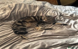 European cats for sale: Tortoiseshell Kittens Ready in 2 months - Image 2