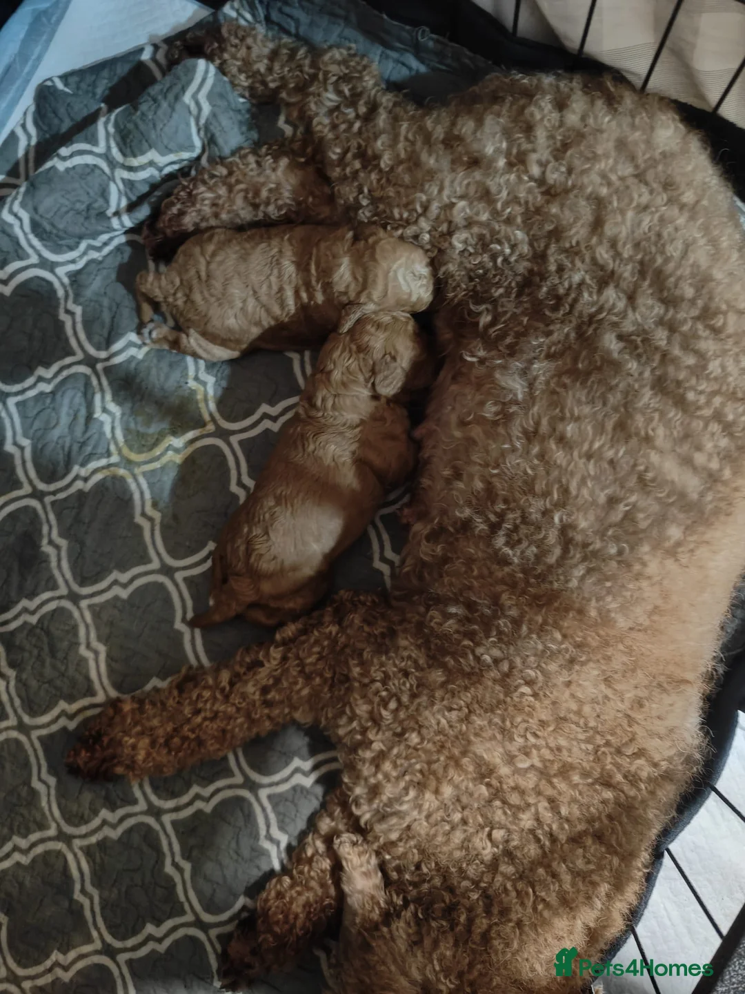 Miniature Poodle dogs for sale: KC register miniature poodles RED - Advert 6