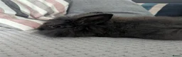 Lionhead rabbits for sale: Lionhead rabbit  - Advert 4