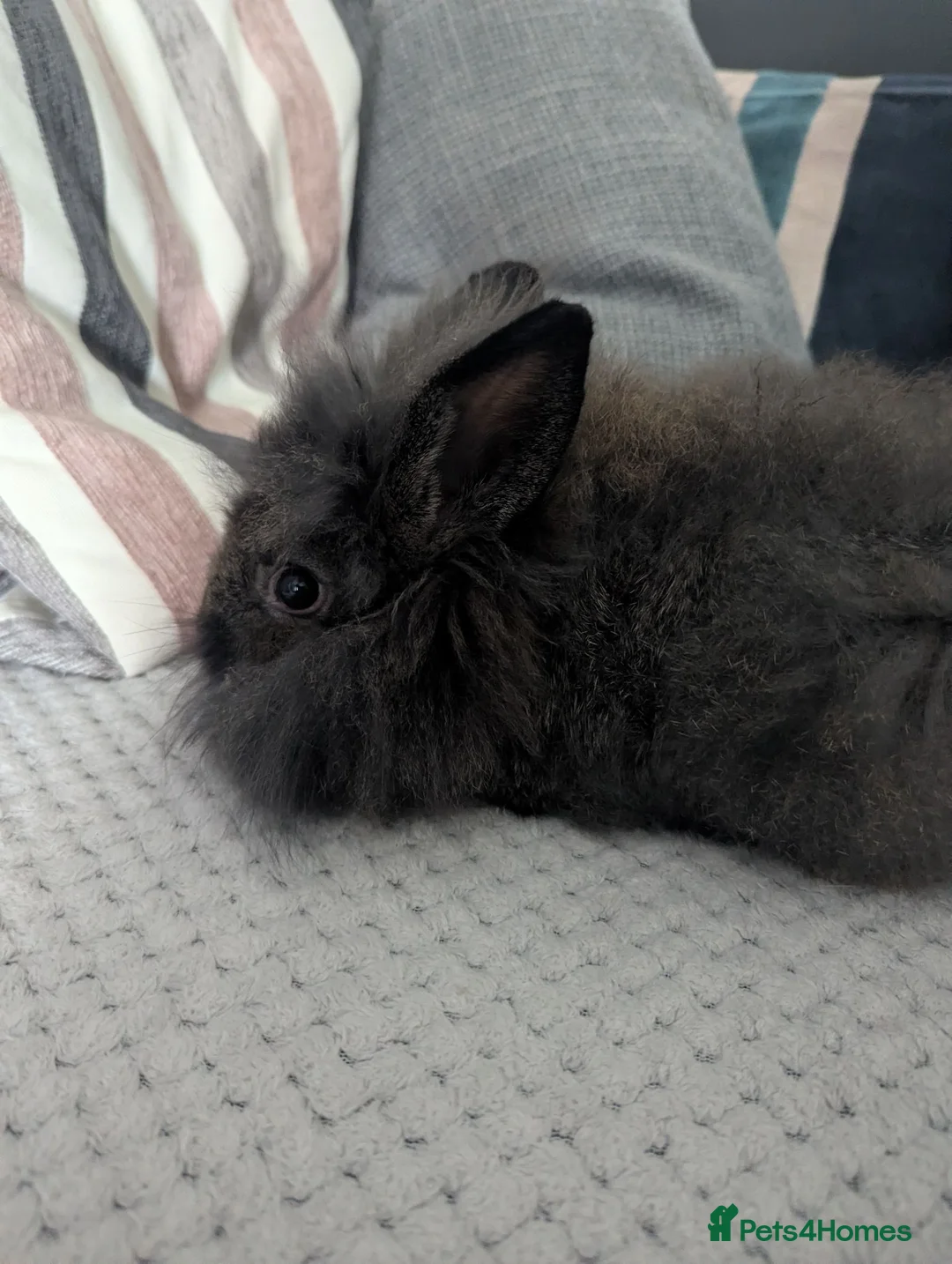Lionhead rabbits for sale: Lionhead rabbit  - Advert 4