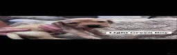 Labrador Retriever dogs for sale: 9 labrador puppies - Advert 9