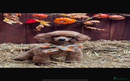 Mixed Breed dogs for sale: Beautiful cockalierpoo pups  - Image 7