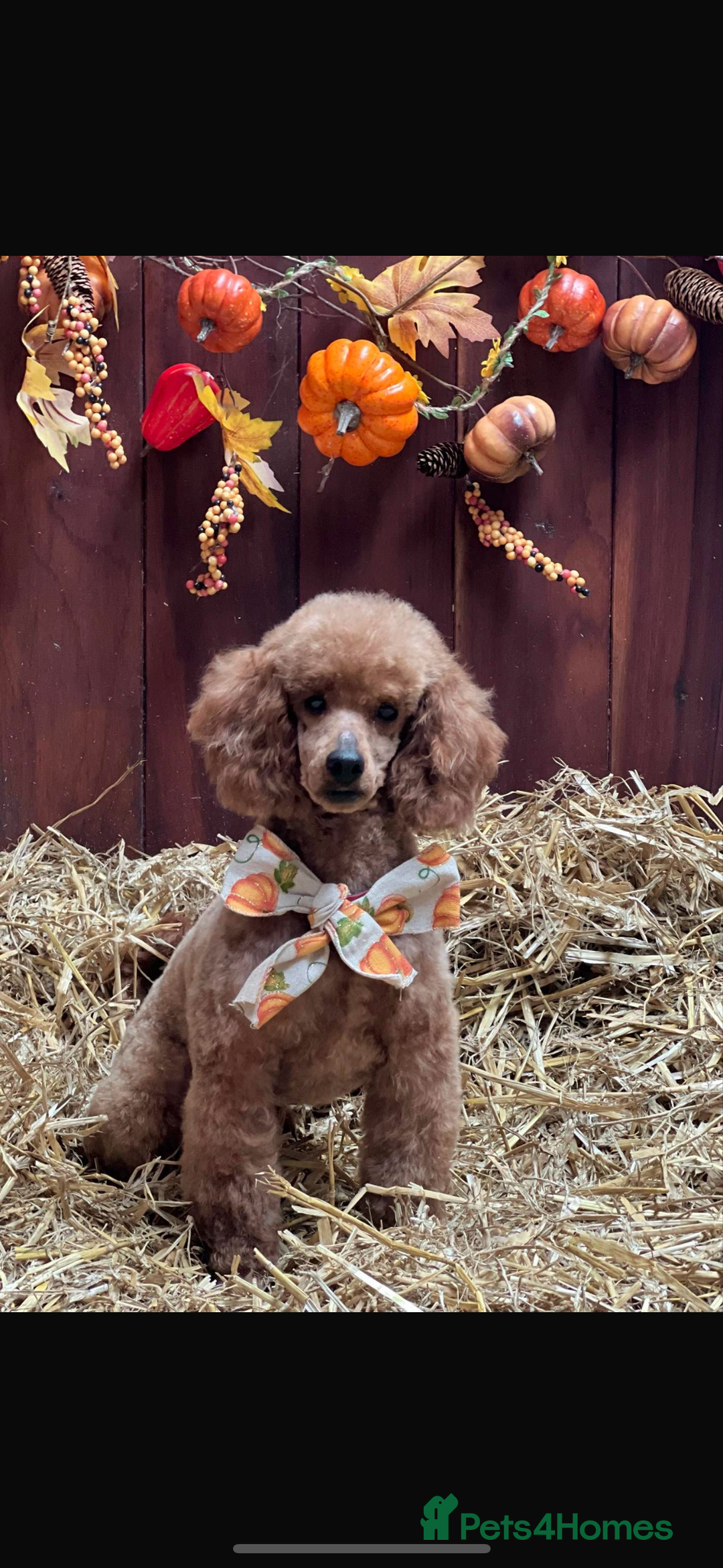 Mixed Breed dogs for sale: Beautiful cockalierpoo pups  - Image 7
