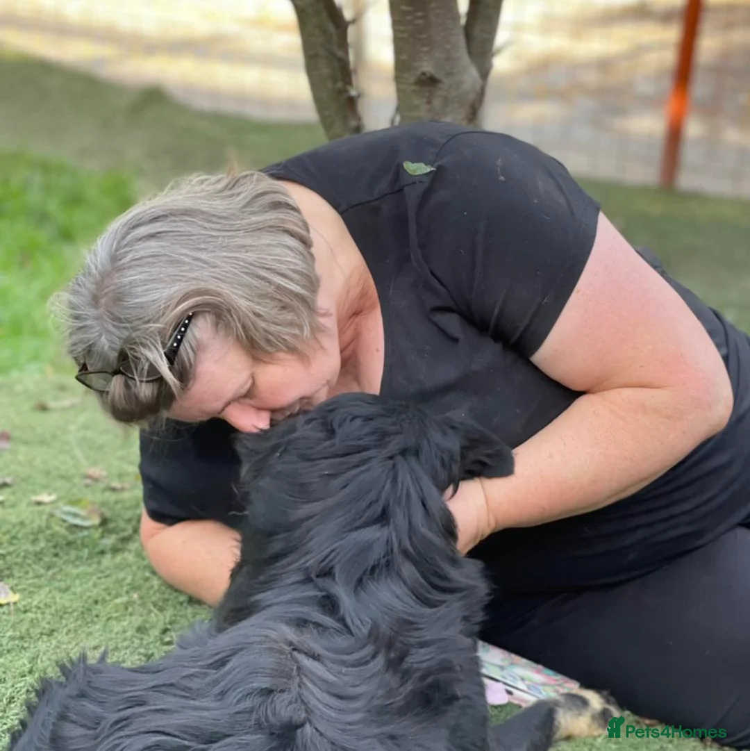 Mixed Breed dogs for adoption: ALEXANDER in Ashford - Advert 11