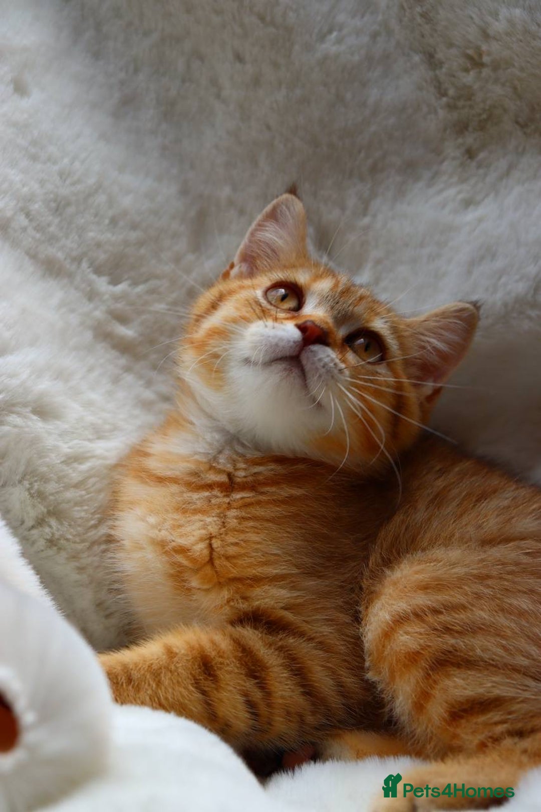 Scottish Fold cats for sale: Ready TICA reg stunning kittens available  - Image 19