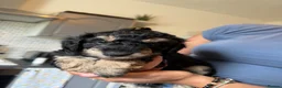 Jackapoo dogs for sale: ❌ 3 LEFT ❌ FB1 jackapoo puppies  - Advert 6