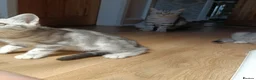 British Shorthair cats for sale: British Shorthair kittens. - Advert 18