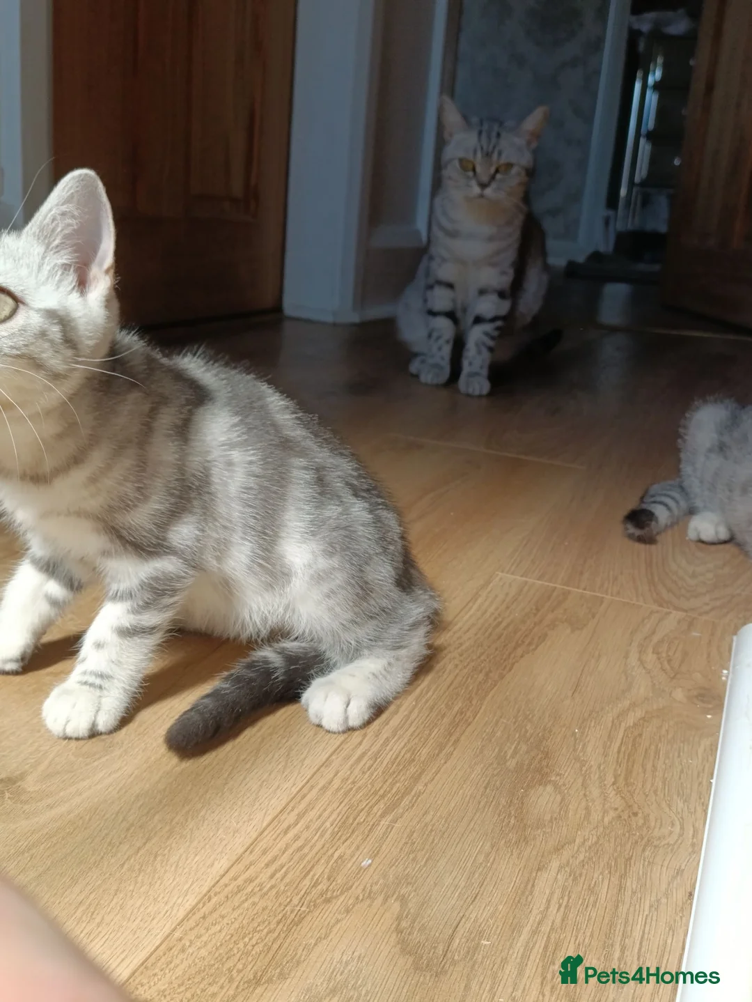 British Shorthair cats for sale: British Shorthair kittens. - Advert 18