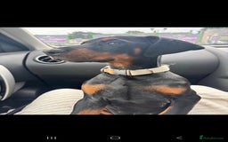 Dobermann dogs for sale: Female Doberman 14 weeks  - Image 4