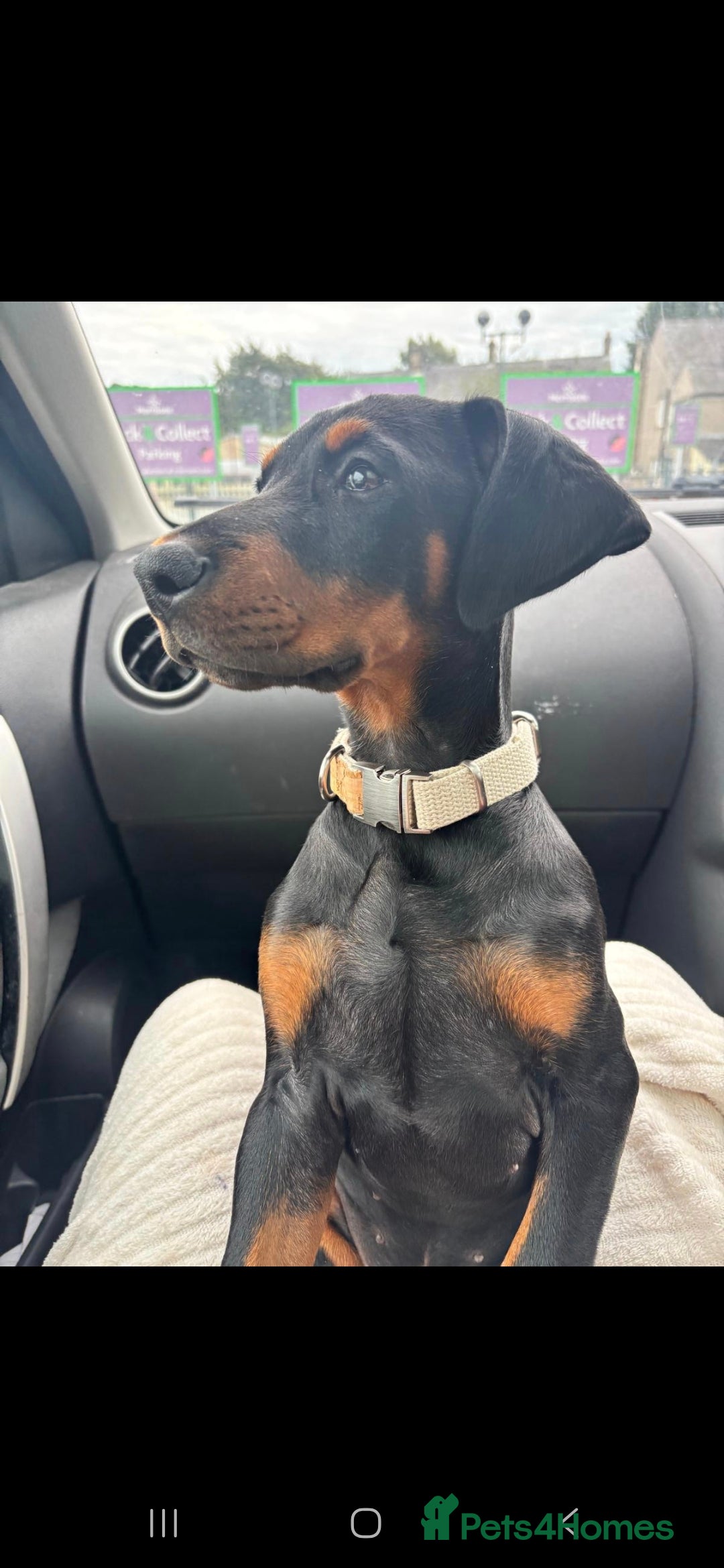 Dobermann dogs for sale: Female Doberman 14 weeks  - Image 4