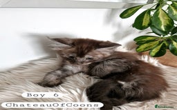Maine Coon cats for sale: Stunning Black Smoke Registred Maine Coon Kittens - Image 38