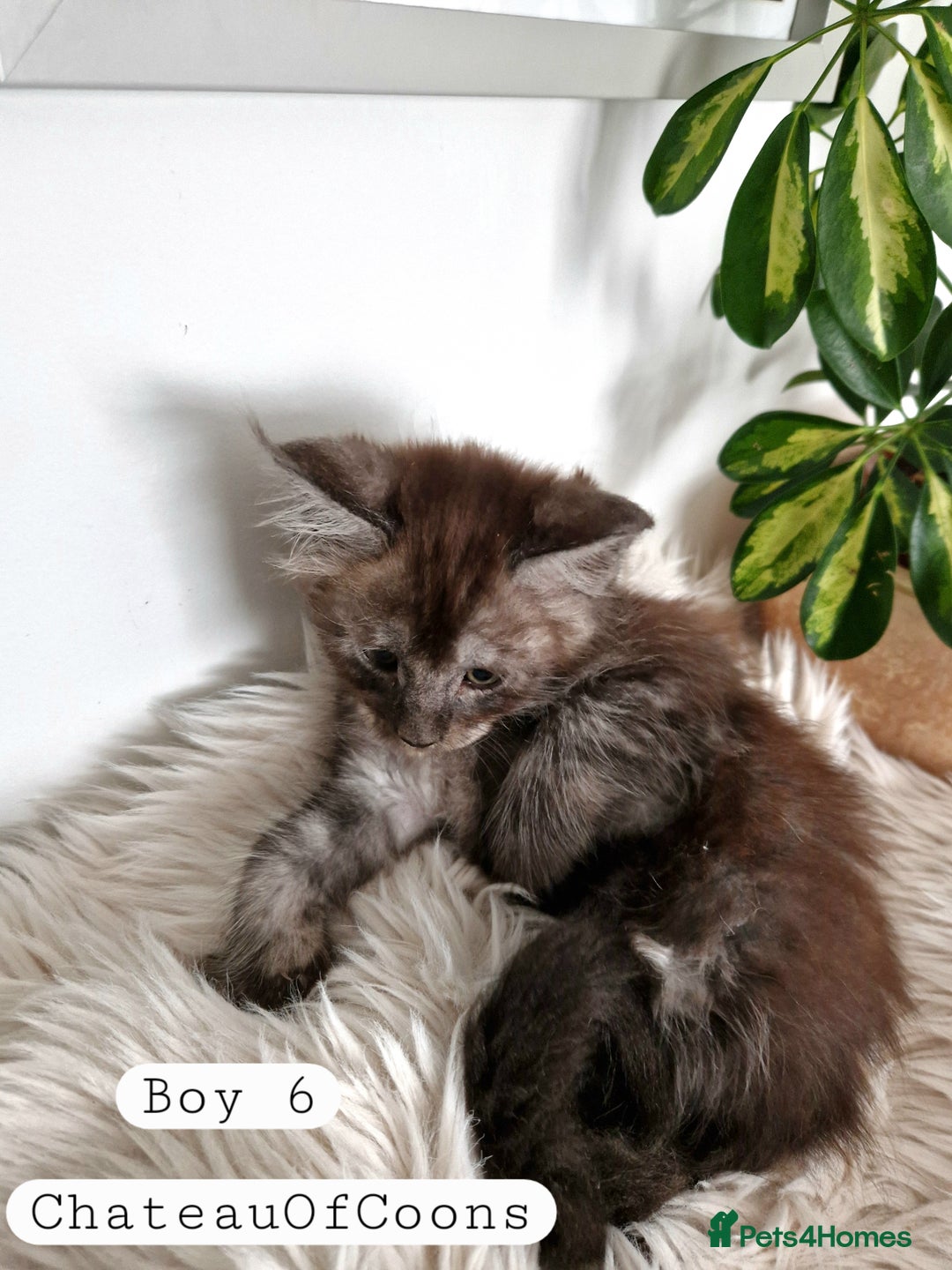 Maine Coon cats for sale: Stunning Black Smoke Registred Maine Coon Kittens - Image 38