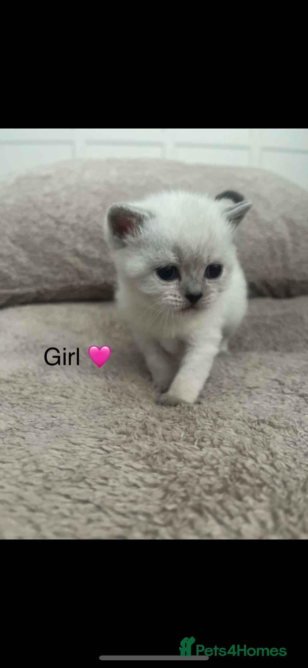 British Shorthair cats for sale: Beautiful British Shorthair kittens ready 23/12 - Advert 13