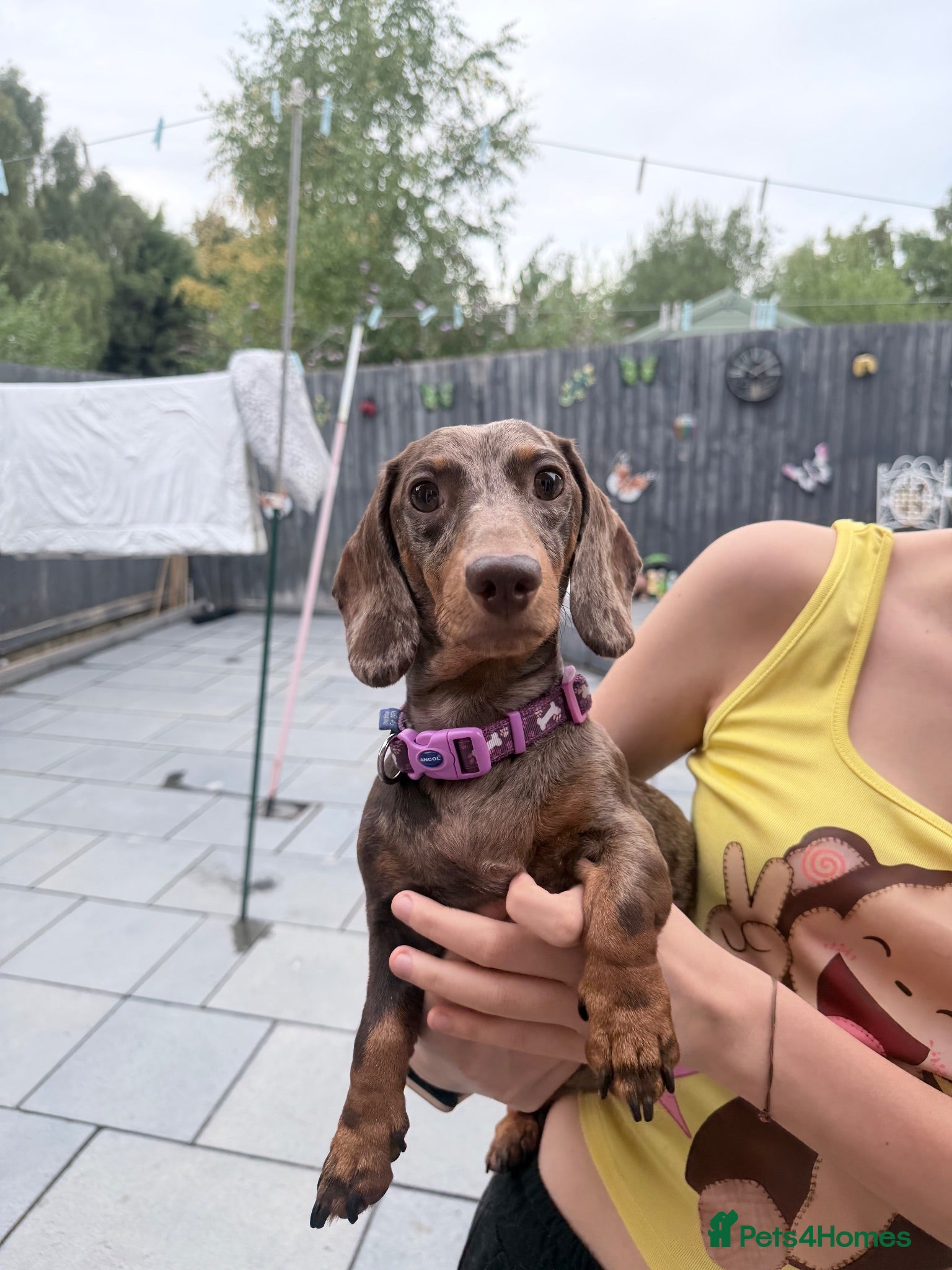 Miniature Dachshund dogs Beautiful miniature dachshund puppies  - Advert 2