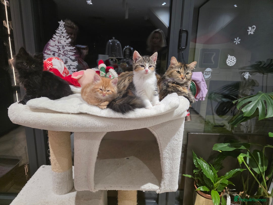 Siberian cats for sale: Siberian kittens for sale  - Advert 1