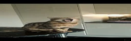 Bengal cats for sale: Playful and kind Milo looking for a new home. in Clacton-on-Sea - Advert 4