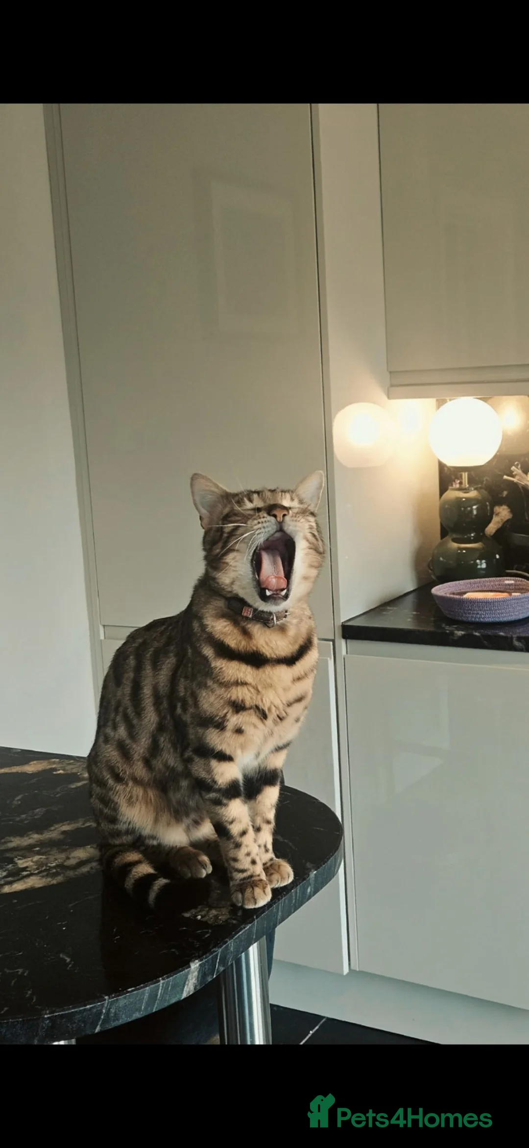 Bengal cats for sale: Playful and kind Milo looking for a new home. in Clacton-on-Sea - Advert 4