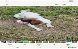 Sprocker dogs for sale: Sprocker  - Image 12