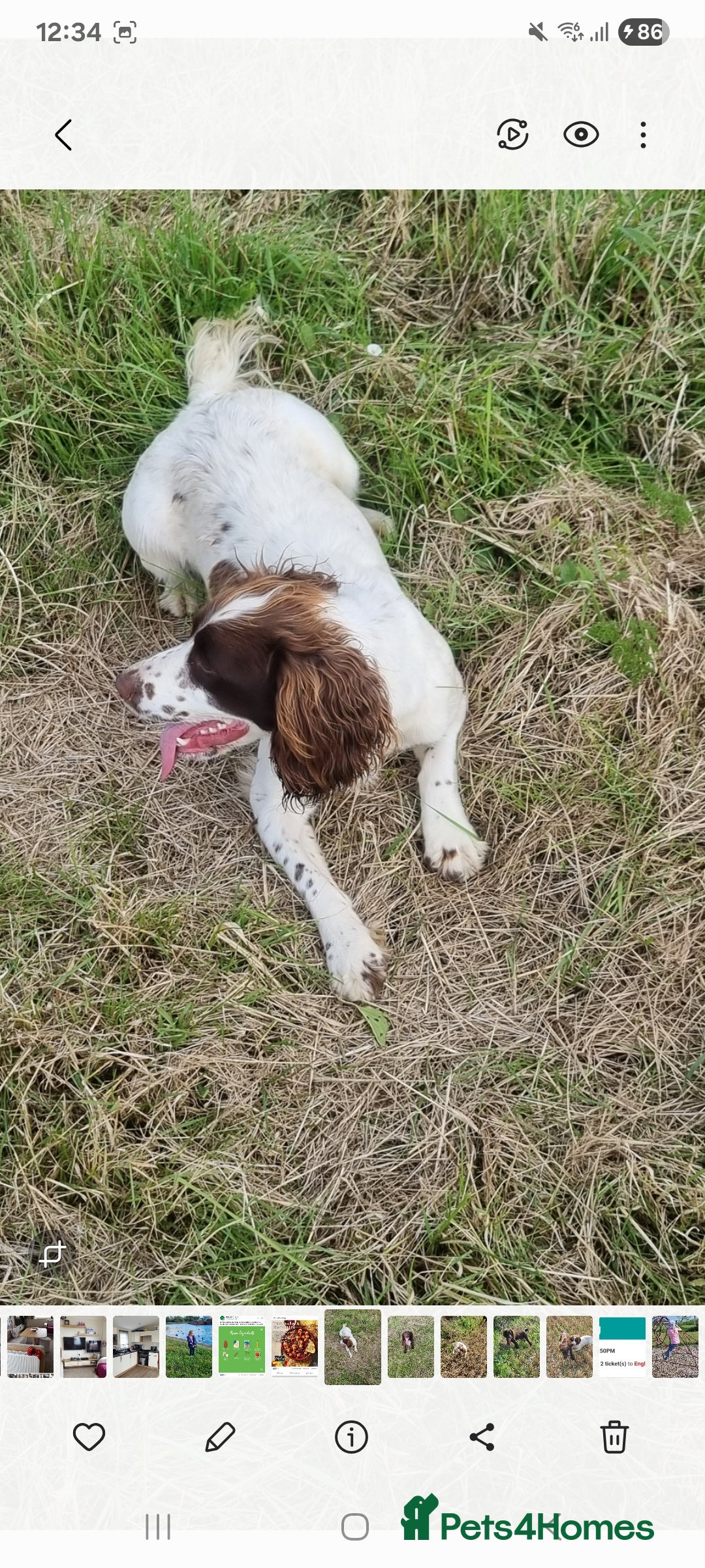 Sprocker dogs for sale: Sprocker  - Image 12