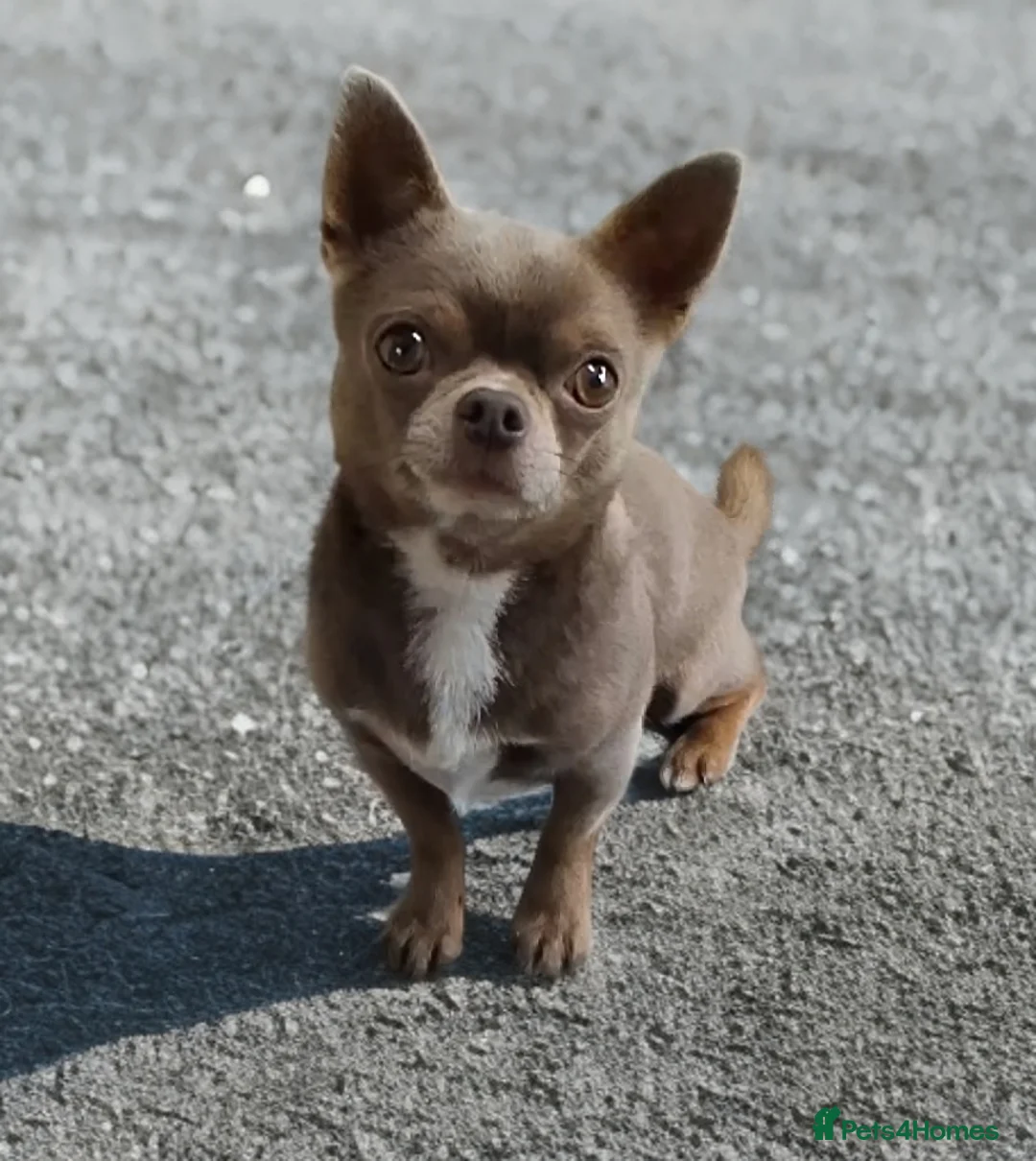 Chihuahua dogs for stud: KC reg-Health tested-PROVEN  - Advert 16