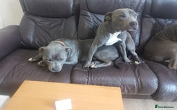 Staffordshire Bull Terrier dogs for sale: nice and happy puppy  - Image 3