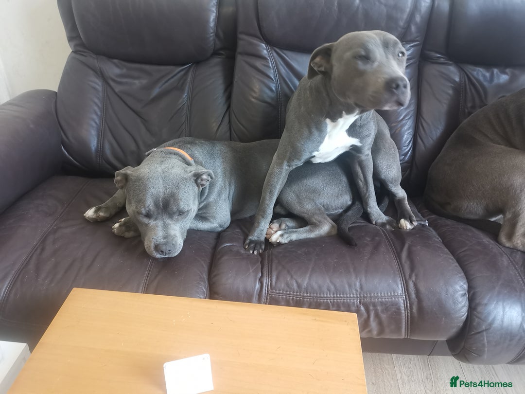 Staffordshire Bull Terrier dogs for sale: nice and happy puppy  - Image 3