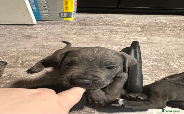 Cane Corso dogs - Advert 1