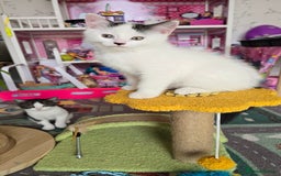 Mixed Breed cats for sale: British shorthair cross Kittens - Image 2