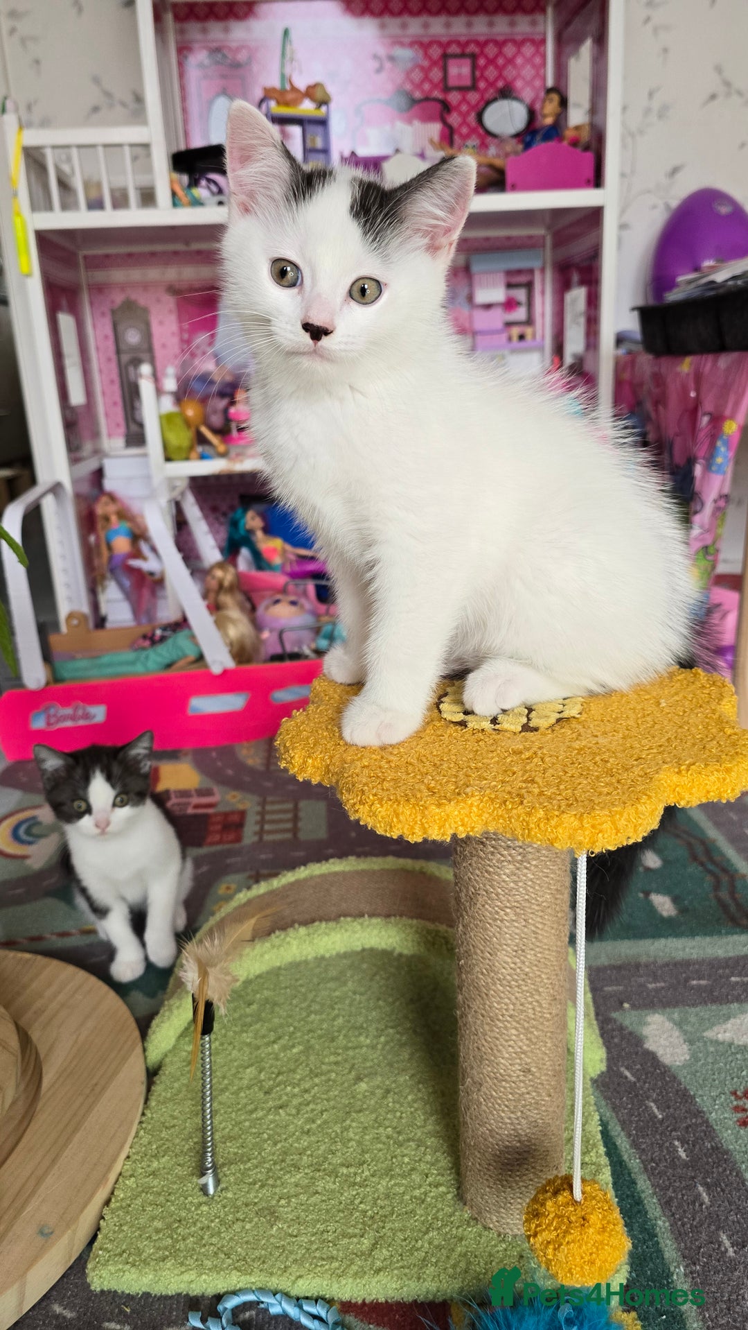 Mixed Breed cats for sale: British shorthair cross Kittens - Image 2
