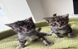 Mixed Breed cats for sale: 4  GORGEOUS TABBY/TORTOISHELL GIRLS.   - Image 10