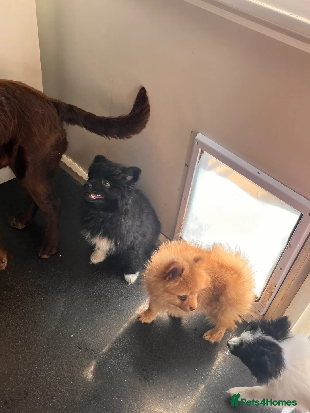 Mixed Breed dogs for sale: Black male pomchi in Milton Keynes - Advert 2