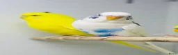 Budgerigars birds for sale: Baby budgies  - Advert 5