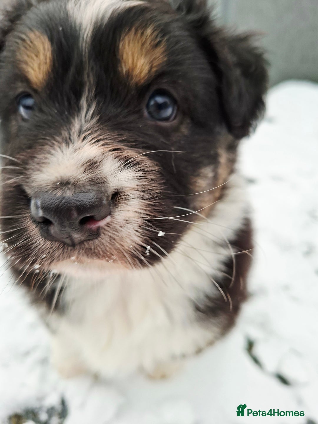 Australian Shepherd dogs for sale: Beautiful Australian Shepherd puppy for sale  - Advert 1