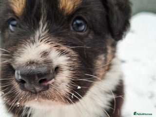Australian Shepherd dogs Beautiful Australian Shepherd puppy for sale - Advert 10