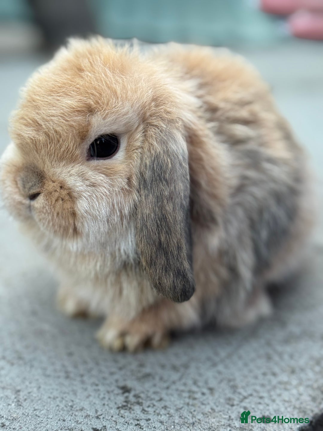Mini Lop rabbits for sale: Baby mini lops  - Image 6