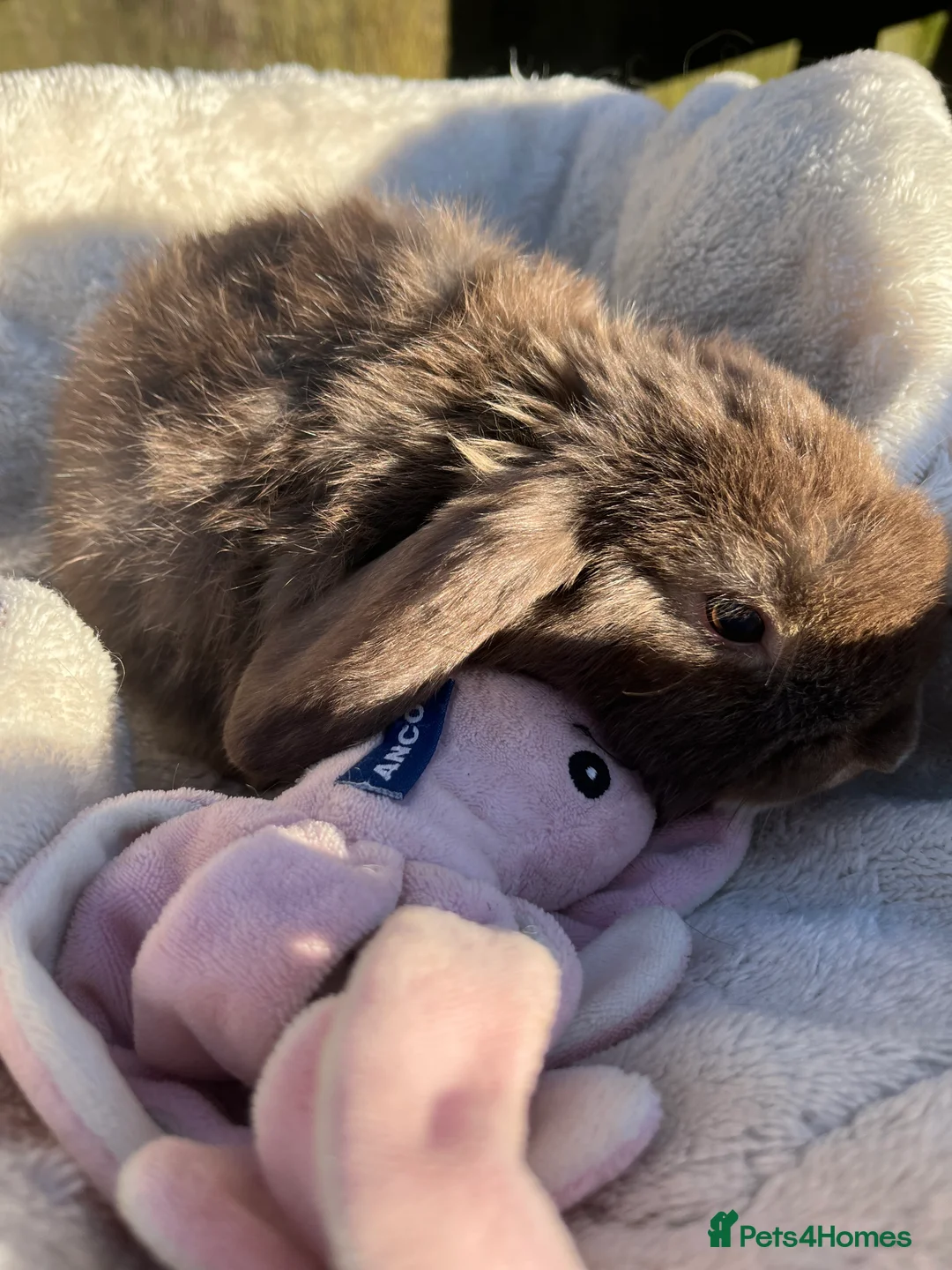 Mini Lop rabbits for sale: Gorgeous mini lops  - Advert 3
