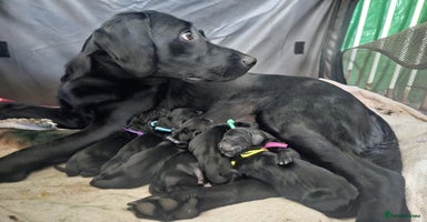 Mixed Breed dogs - Advert 2