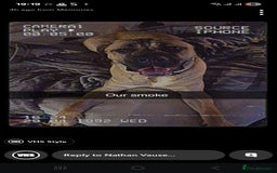 Cane Corso dogs for sale: Cane corso  - Image 4