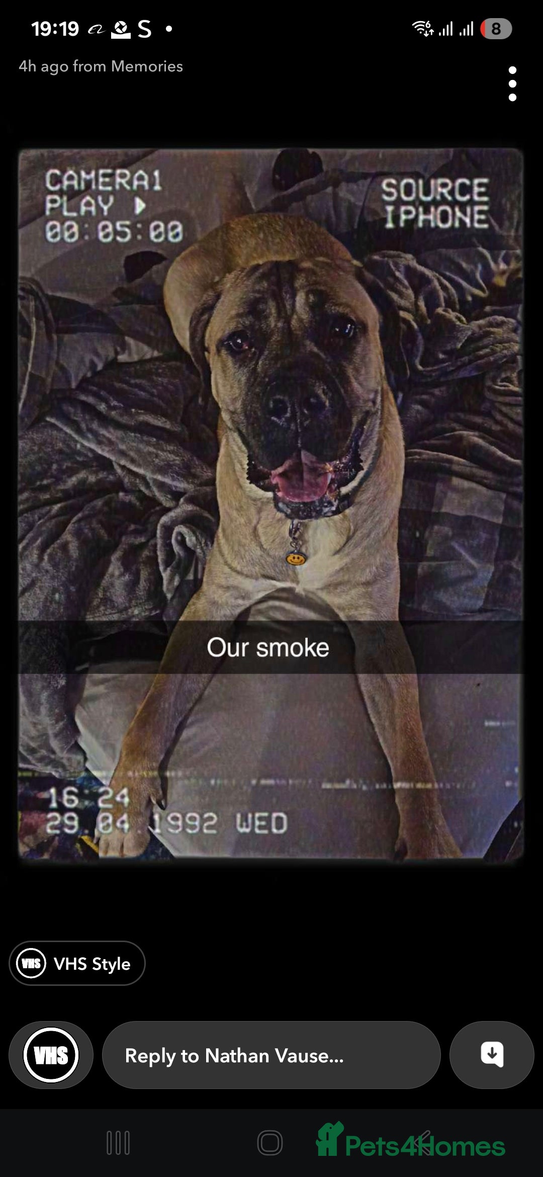 Cane Corso dogs for sale: Cane corso  - Image 4